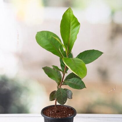 Badam Tree, Indian Almond Tree, Terminalia Catappa – Plant